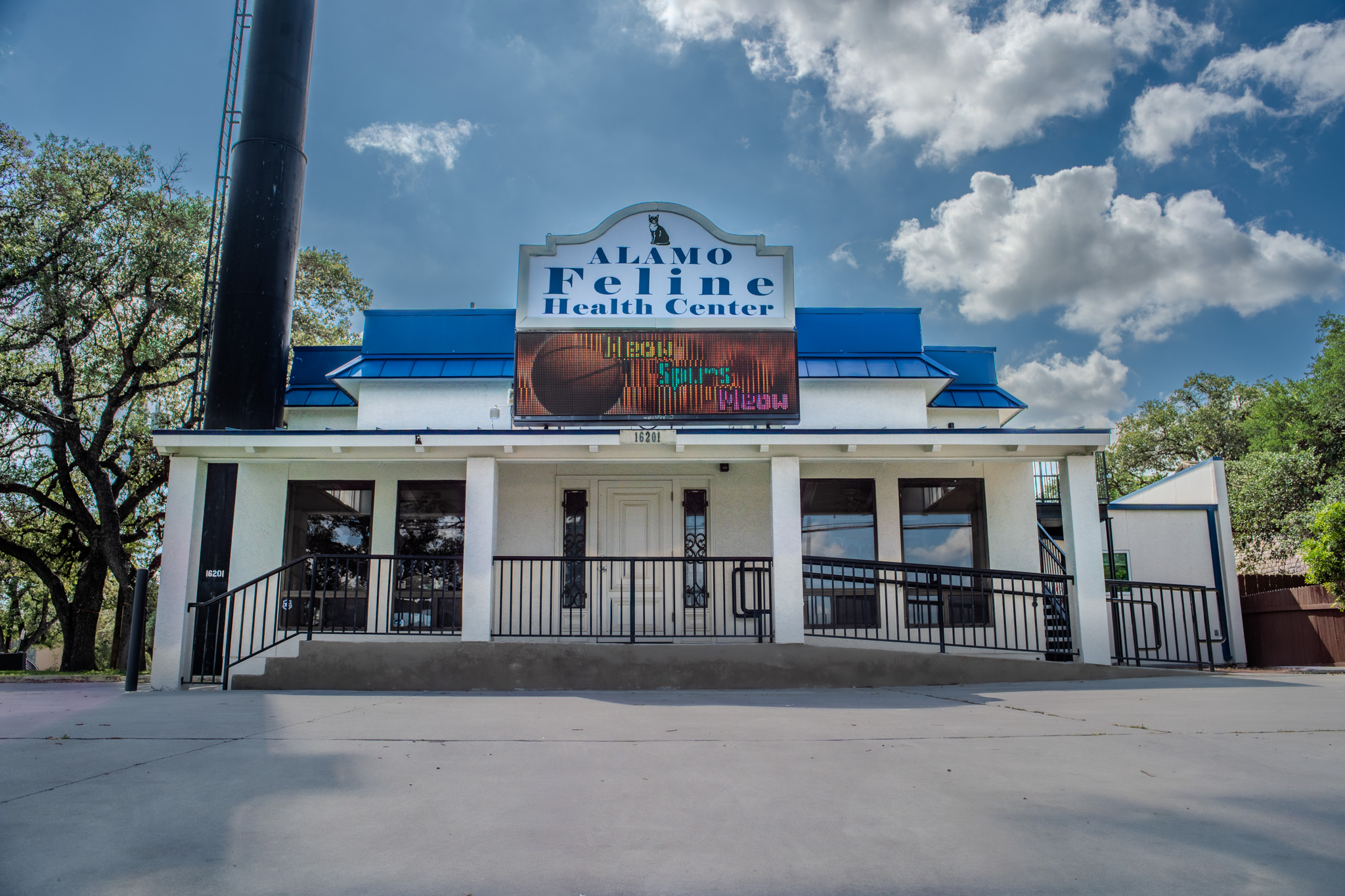 Feline Veterinarian in San Antonio, TX | Alamo Feline Health Center